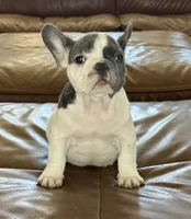 Gregory , a male French Bulldog for sale in Roseville, CA – 1 of 8