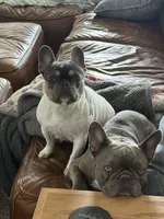 Char, a female French Bulldog for sale in Roseville, CA – 7 of 8