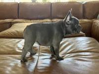 Char, a female French Bulldog for sale in Roseville, CA – 2 of 8