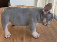 Teddy, a male French Bulldog for sale in Roseville, CA – 4 of 8