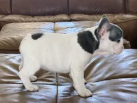 Gregory , a male French Bulldog for sale in Roseville, CA – 2 of 8