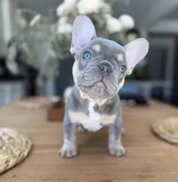 Teddy, a male French Bulldog for sale in Roseville, CA – 3 of 8