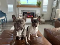 Billie, a female French Bulldog for sale in Roseville, CA – 7 of 8
