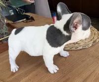 Gregory , a male French Bulldog for sale in Roseville, CA – 4 of 8