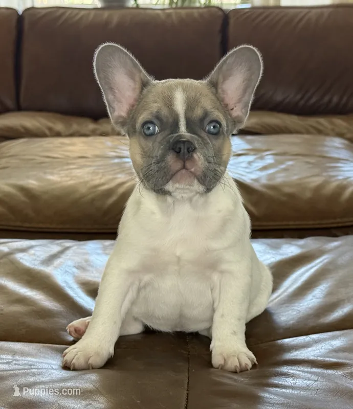 Billie – French Bulldog puppy for sale in Roseville, CA