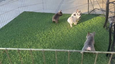 Dot, a female French Bulldog for sale in Roseville, CA – 8 of 8