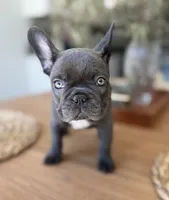 Char, a female French Bulldog for sale in Roseville, CA – 3 of 8