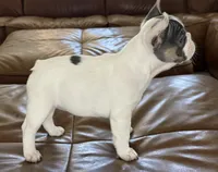 Dot, a female French Bulldog for sale in Roseville, CA – 3 of 8