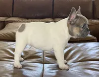 Billie, a female French Bulldog for sale in Roseville, CA – 2 of 8