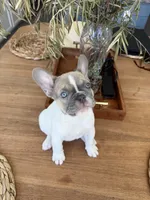Billie, a female French Bulldog for sale in Roseville, CA – 3 of 8