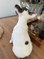 Dot, a female French Bulldog for sale in Roseville, CA – 4 of 8