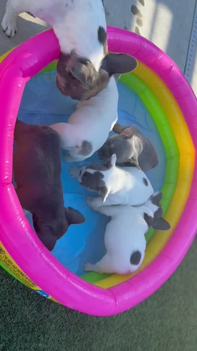 Char, a female French Bulldog for sale in Roseville, CA – 8 of 8