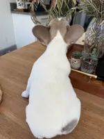 Billie, a female French Bulldog for sale in Roseville, CA – 4 of 8