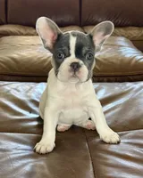 Dot, a female French Bulldog for sale in Roseville, CA – 1 of 8
