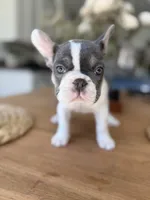 Dot, a female French Bulldog for sale in Roseville, CA – 2 of 8