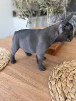 Char, a female French Bulldog for sale in Roseville, CA – 4 of 8
