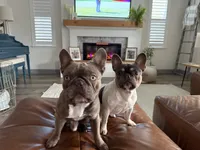 Teddy, a male French Bulldog for sale in Roseville, CA – 7 of 8