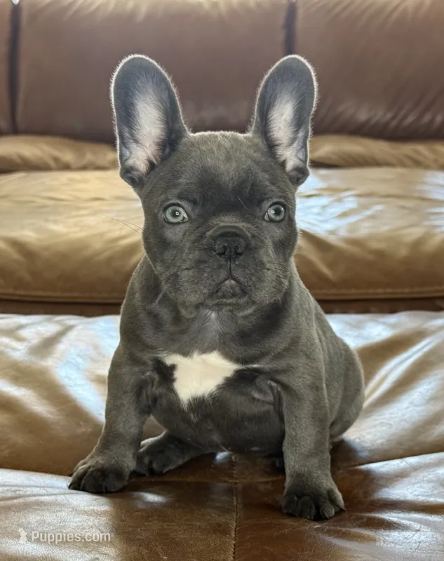 Char – French Bulldog puppy for sale in Roseville, CA