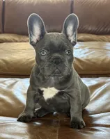 Char, a female French Bulldog for sale in Roseville, CA – 1 of 8