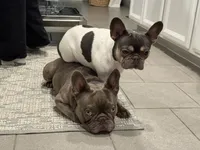 Char, a female French Bulldog for sale in Roseville, CA – 5 of 8