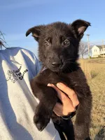 Blue, a male German Shepherd Dog for sale in Rockford, OH – Photo 4 of 4