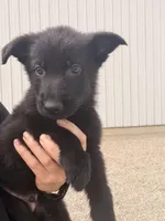 Blue, a male German Shepherd Dog for sale in Rockford, OH – Photo 2 of 4