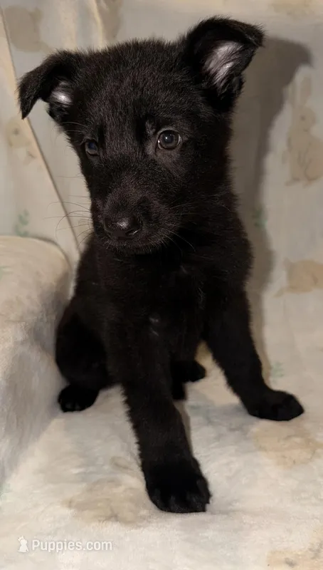 Blue – German Shepherd Dog puppy for sale in Rockford, OH