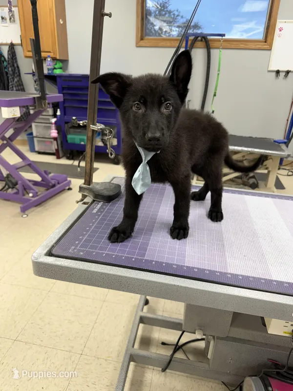 Blue – German Shepherd Dog puppy for sale in Rockford, OH