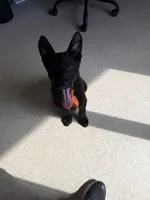 Chase, a male German Shepherd Dog for sale in Rockford, OH – Photo 6 of 6