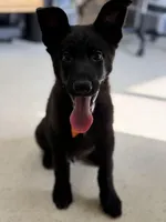 Chase, a male German Shepherd Dog for sale in Rockford, OH – Photo 2 of 6