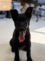 Chase, a male German Shepherd Dog for sale in Rockford, OH – Photo 3 of 6