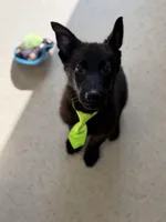 Marshall , a male German Shepherd Dog for sale in Rockford, OH – Photo 2 of 5