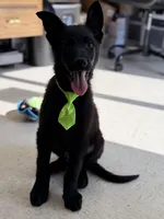 Marshall , a male German Shepherd Dog for sale in Rockford, OH – Photo 4 of 5