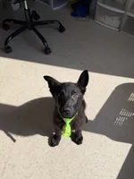 Marshall , a male German Shepherd Dog for sale in Rockford, OH – Photo 5 of 5