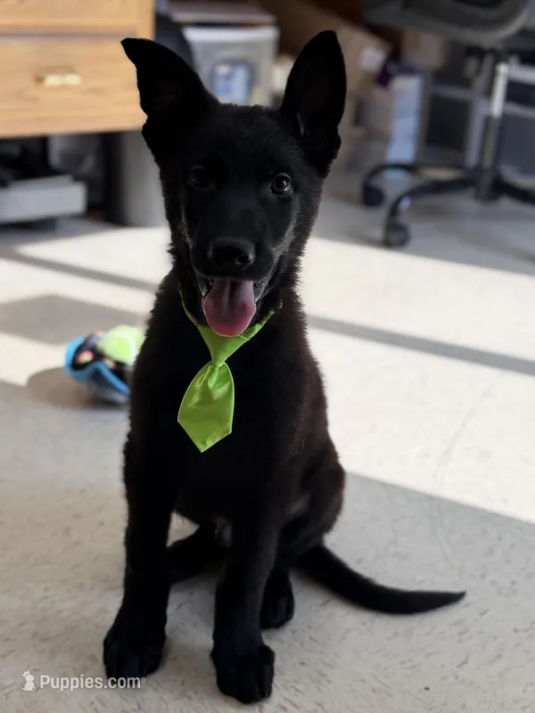 Marshall  – German Shepherd Dog puppy for sale in Rockford, OH