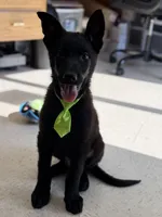 Marshall , a male German Shepherd Dog for sale in Rockford, OH – Photo 1 of 5