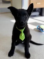 Marshall , a male German Shepherd Dog for sale in Rockford, OH – Photo 3 of 5