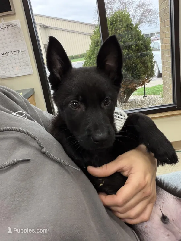 Green – German Shepherd Dog puppy for sale in Rockford, OH