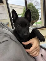 Green, a male German Shepherd Dog for sale in Rockford, OH – Photo 1 of 7