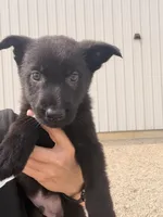Green, a male German Shepherd Dog for sale in Rockford, OH – Photo 6 of 7