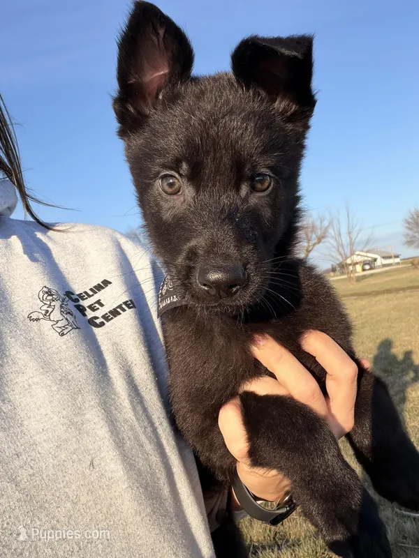 Green – German Shepherd Dog puppy for sale in Rockford, OH