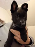 Green, a male German Shepherd Dog for sale in Rockford, OH – Photo 7 of 7