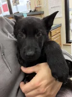 Green, a male German Shepherd Dog for sale in Rockford, OH – Photo 2 of 7