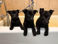 Green, a male German Shepherd Dog for sale in Rockford, OH – Photo 5 of 7