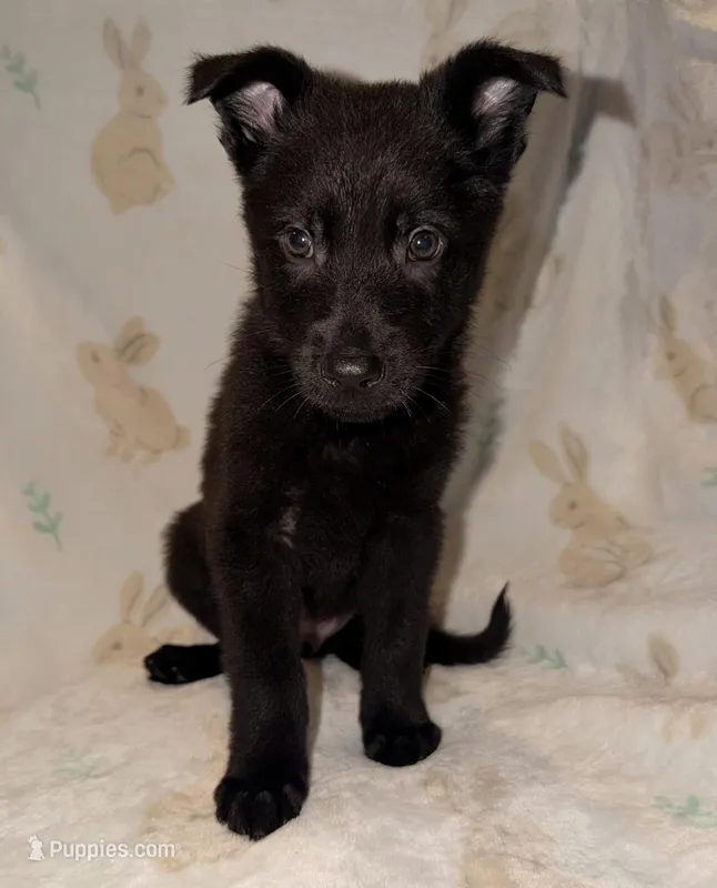 Green – German Shepherd Dog puppy for sale in Rockford, OH