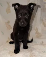 Green, a male German Shepherd Dog for sale in Rockford, OH – Photo 4 of 7