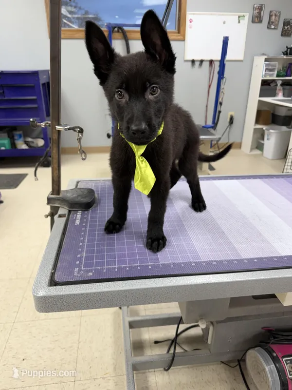 Green – German Shepherd Dog puppy for sale in Rockford, OH