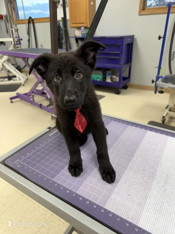 Red  – German Shepherd Dog puppy for sale in Rockford, OH