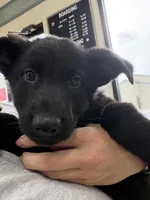 Red , a male German Shepherd Dog for sale in Rockford, OH – Photo 7 of 9