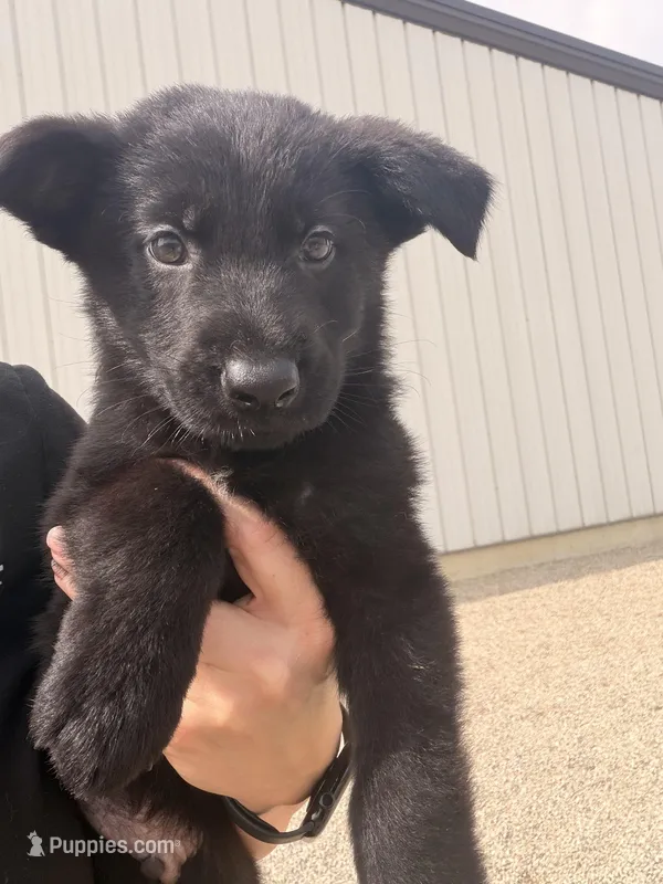 Red  – German Shepherd Dog puppy for sale in Rockford, OH
